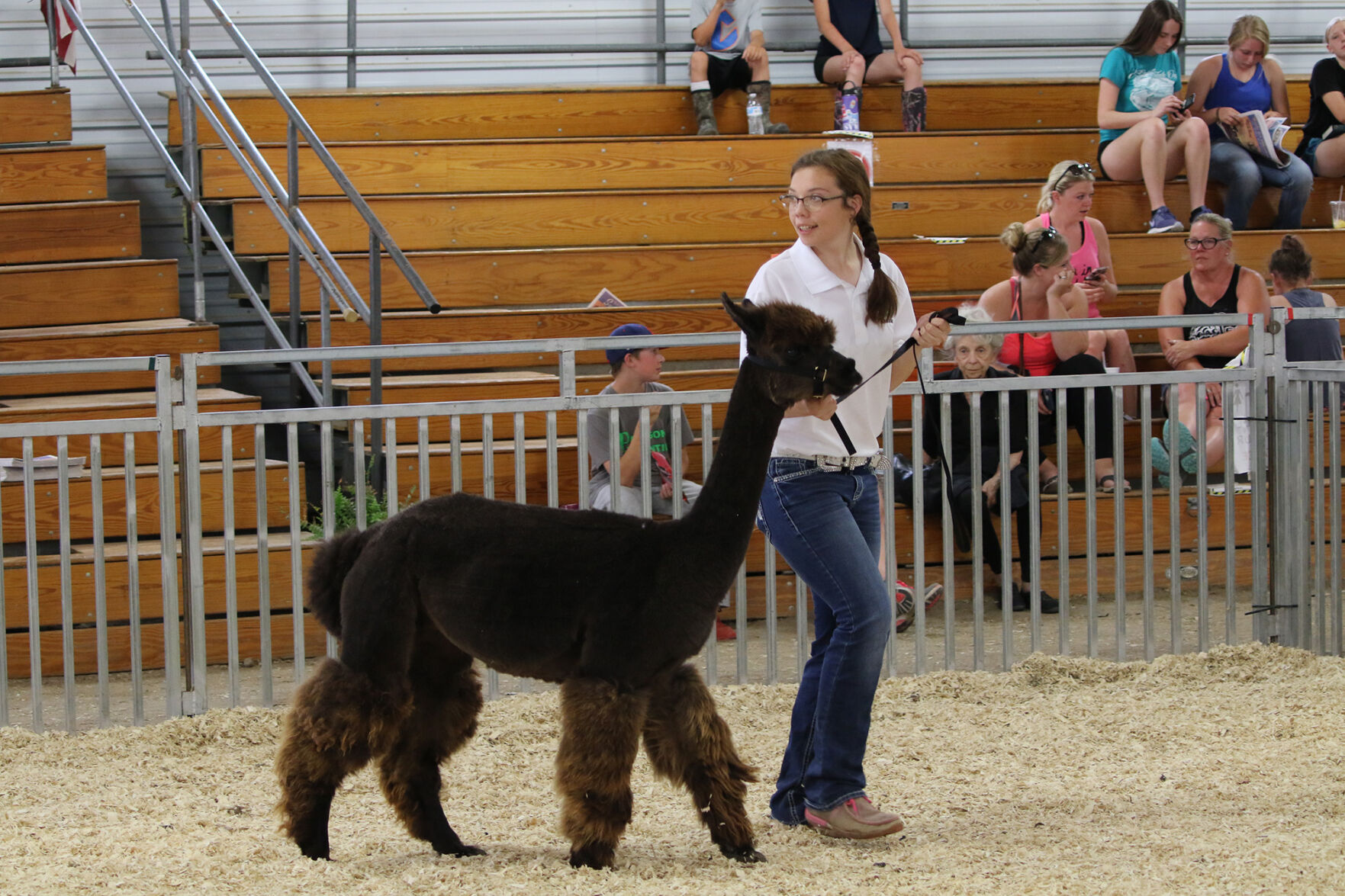 PHOTOS: Fiber Animal Show